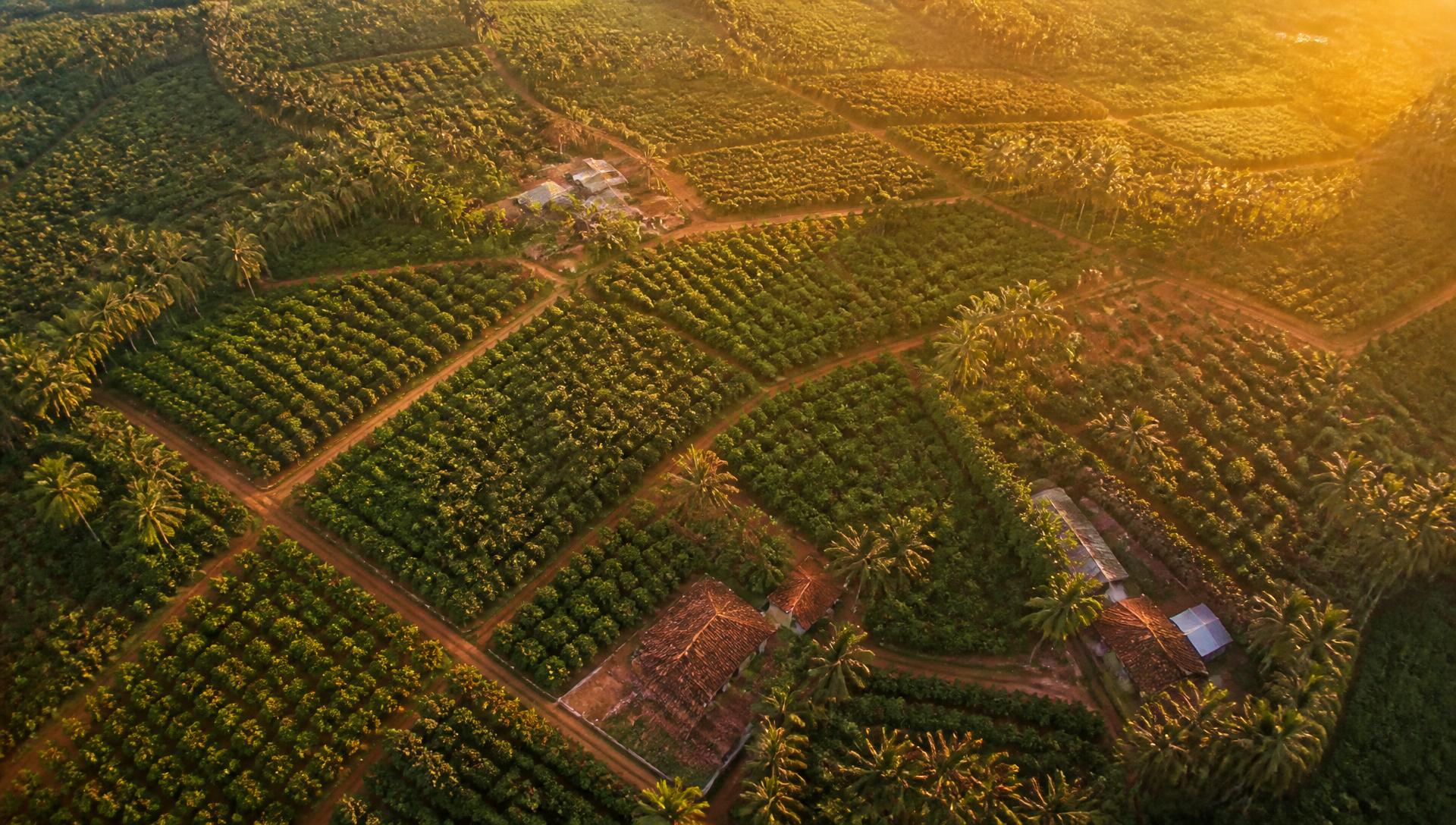 Orchards